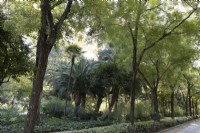 Une variété d'arbustes et d'arbres, y compris des palmiers dattiers, Phoenix dactylifera, dans le Parque de Maria Luisa, Séville, Espagne. Septembre 