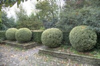 Boules topiaires dans le jardin des puits des jardins botaniques de Winterbourne, novembre 