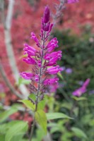 Salvia involuctrata, octobre 
