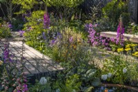 Une promenade en bois traverse des plantations denses de plantes vivaces à fleurs avec Digitalis purpurea, Lychnis flos-cuculi 'Petite Jenny' et feuilles ornementales. Juin, concepteur : Robert Moore 