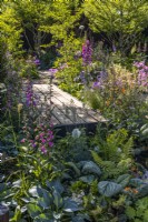 Une promenade en bois traverse des plantations denses de plantes vivaces à fleurs avec Digitalis purpurea et des feuilles ornementales de brunneras, d'hostas et de fougères. Concepteur : Robert Moore 