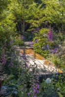 Une promenade en bois traverse des plantations denses de plantes vivaces à fleurs avec Digitalis purpurea et feuilles ornementales. Juin, concepteur : Robert Moore 