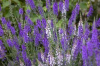 Linaria x purpurea - Linaire vulgaire 