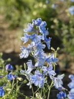 Delphinium grandiflorum Tom Pouce Bleu ciel, été juin 