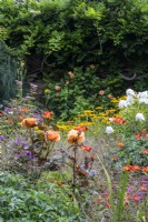 Rosa 'Doris Tysterman' dans un parterre de fleurs mixte comprenant du phlox, du crocosmia et de l'hélénium au Manoir, Little Compton. 