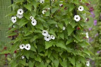 Thunbergia alata 'Sueyes blanc amélioré' - août 