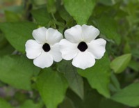 Thunbergia alata 'Sueyes blanc amélioré' - juillet 