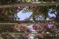 Regardant à travers un toit de pergola vers des bougainvilliers à fleurs roses et un ciel bleu. Parque de Maria Luisa, Séville, Espagne. Septembre 