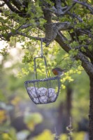 Mangeoire à oiseaux à boules de graisse à panier suspendu - avec rouge-gorge 