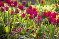 Tulipa 'Spryng Tide' sous-plantée de Polyanthus 'Victorian Lilac Lace' F1 