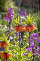 Fritillaria Imperialis 'Orange Beauty' - Crown Imperial - avec Lunaria annua 'Chedglow' - honnêteté à feuilles violettes. Avec l'abeille 