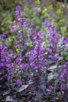 Lunaria annua 'Chedglow' - honnêteté à feuilles violettes 