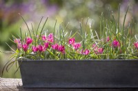 Tulipa hageri 'Petite Beauté' dans une jardinière en métal 