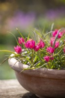 Tulipa hageri 'Petite Beauté' dans un pot en terre cuite 