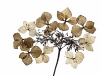 Gros plan des squelettes de fleurs d'hortensia au printemps 