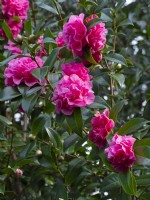 Camellia x williamsii 'Debbie' Mars 