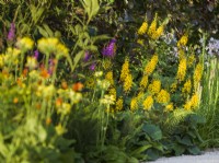 Ligularia « Little Rocket », RHS Iconic Horticultural Hero Garden, Designer : Carol Klein, RHS Hampton Court Palace Garden Festival 2023 