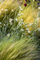 Galactites tomentosa 'Alba' et Stipa tenuissima et en massif de fleurs tolérant à la sécheresse. Jardin des héros horticoles emblématiques RHS, concepteur : Carol Klein, RHS Hampton Court Palace Garden Festival 2023 