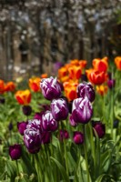 Tulipa 'Rems Favourite' - tulipe - avril 