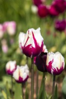 Tulipa 'Amitié Mondiale' - tulipe - Avril 