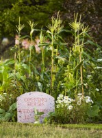 Sweet Corn Zea mays 'Swift' pousse à côté du panneau des heures d'ouverture. Jardin des héros horticoles emblématiques RHS, concepteur : Carol Klein, RHS Hampton Court Palace Garden Festival 2023 