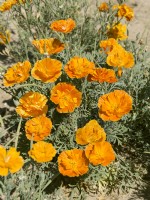 Eschscholzia californica Orange Double, été août 