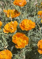 Eschscholzia californica Orange Double, été août 