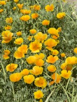 Eschscholzia californica Orange King, automne septembre 
