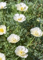 Eschscholzia californica White Double, été août 
