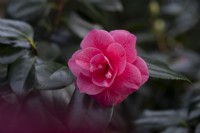 Camellia japonica RL Wheeler 