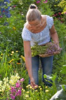 Femme cueillant du Calendula officinalis et de l'Origanum vulgare dans un parterre de fleurs d'herbes. 