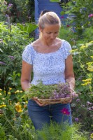 Femme tenant un plateau avec de l'origan récolté - Origanum vulgare. 