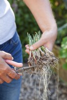 Diviser les touffes de ciboulette. raccourcir les racines à l’aide de ciseaux. 