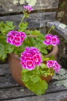 Pélargonium 'Flower Fairy Rose' dans un pot en terre cuite 