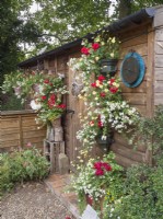 Pots suspendus sur le mur d'un abri de jardin avec des plantes annuelles d'été 
