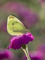Pieris rapae - Petit papillon blanc sur Lychnis coronaria - Fleur de silène rose 