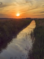 Phragmites australis - roseau commun sur la rive de la digue de drainage sur les marais de pâturage de Norfolk au coucher du soleil 