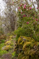 Camélias le long d'un chemin couvert de mousse dans les pépinières Abriachan. 