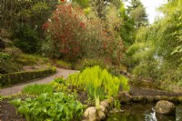 Rhododendron thomsonii, Hosta et Matteucia struthiopteris autour d'un étang et d'un chemin au jardin d'Inverewe 