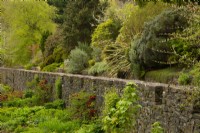 Nuances de feuillage vert printanier le long d'un mur de pierre et d'une passerelle dans les jardins du château d'Armadale. 
