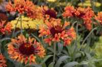 Gaillardia « Fanfare Amber Glow » - fleur de couverture - RHS Hampton Court Palace Garden Festival 2023 - Potash Garden Centre 