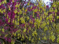 Corylopsis pauciflora - Winter Haze en fleur mars printemps 