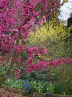  Prunus 'Collingwood Ingram' en fleur mars printemps 