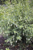 Fuchsia 'Tête de faucon' 