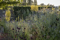 Echinops ritro 'Veitch's Blue' et Verbascum olympicum dans un parterre de jardin sec de fin d'été 