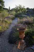 Des touffes de lavande et d'autres herbes adaptées aux abeilles derrière une vieille urne en terre cuite dans des parterres informels à la fin de l'été 