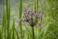 Butomus Umbellatus - jonc fleuri - été 