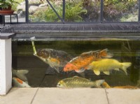 Aquarium avec carpes dans une véranda reliée à un étang de jardin extérieur 