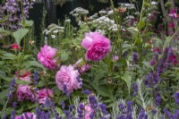 Rosa 'Princesse Alexandra de Kent' avec Lavandula angusifolia 'Hidcote' - designer Nicola Hale - Landform Mental Wealth Garden - RHS Hampton Court Palace Garden Festival 