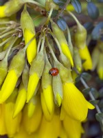 Sophora tetraptera - Kowhai et coccinelle à sept points Coccinella punctata en fleur mi-mars 